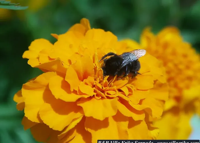 Erika Affittacamere 3*